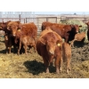 Image 2 : Wacoalty Enterprises Inc. - 25 Red Angus X Simm Pairs (Kipling, SK)
