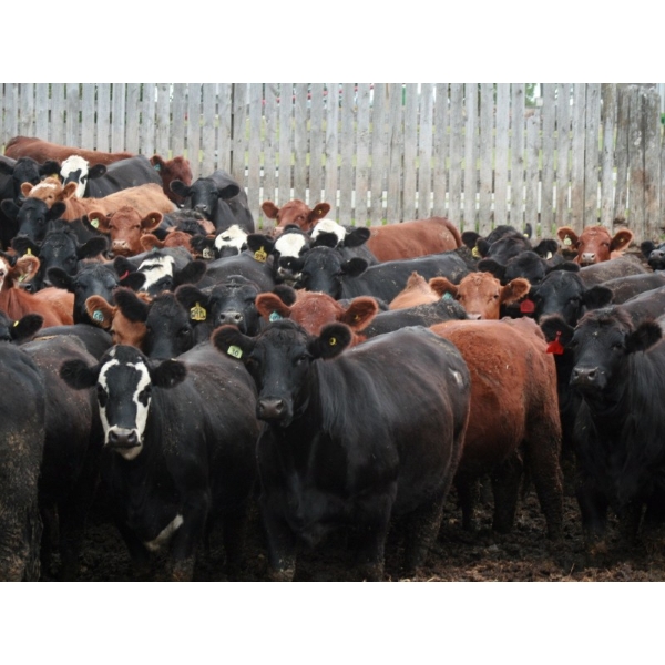 Dan Ponjavic - 900# September Delivery Heifers - 106 Head (Lethbridge, AB)