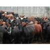 Image 1 : Dan Ponjavic - 900# September Delivery Heifers - 106 Head (Lethbridge, AB)