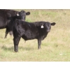Image 7 : Clay Ridge Stock Farms Inc. - 560# November Delivery Steer Calves - 100 Head (Fairlight, SK)