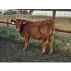 Image 5 : Fleming Bros. Livestock - 640# October Delivery Steer Calves - 70 Head (Rainier, AB)