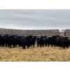 Image 3 : Lost River Farming - 860# April Delivery Steers - 150 Head (Allan, SK) VBP+