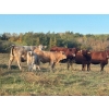 Image 2 : JOJ Cattle Co. - 740# November Delivery Steer Calves - 85 Head (Marwayne, AB)
