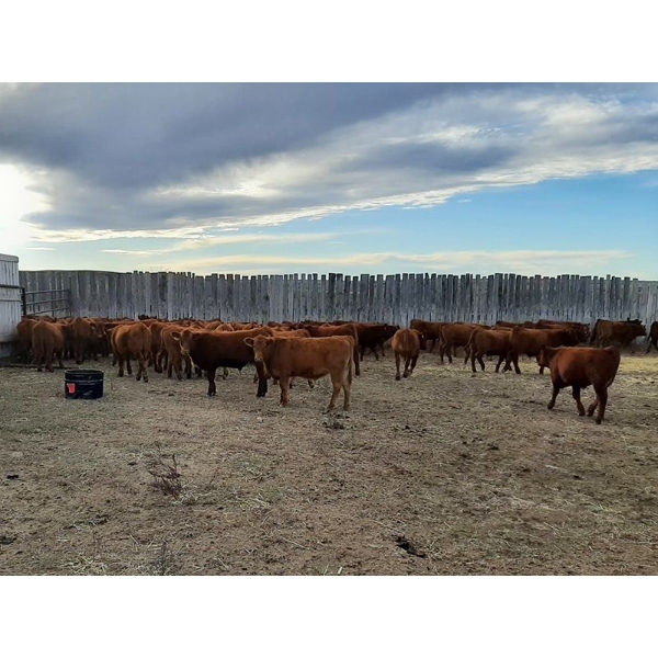 Sierra Colony Farms Ltd. - 650# January Delivery Weaned Steers - 88 Head (Eastend, SK)