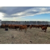 Image 1 : Sierra Colony Farms Ltd. - 650# January Delivery Weaned Steers - 88 Head (Eastend, SK)