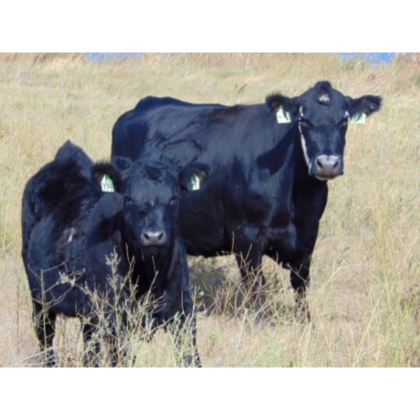 Kelly Meier - 600# November Delivery Heifer Calves - 25 Head (Hays, AB)