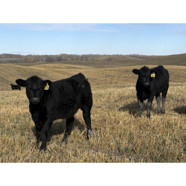 Darren & Tamara Schultz  - 525# October Delivery Heifer Calves - 75 Head (Bashaw, AB)
