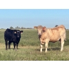 Image 11 : Darcy, Colton & Blake Reinhardt - 650# Steer Calves - 95 Head (Nightingale, AB)