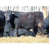Image 6 : Rob Mossey - 850# March Delivery Steers - 148 Head (Vauxhall, AB)