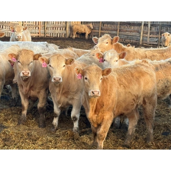 Rob Mossey - 910# April Delivery Steers - 68 Head (Vauxhall, AB)