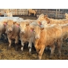 Image 1 : Rob Mossey - 910# April Delivery Steers - 68 Head (Vauxhall, AB)