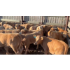 Image 8 : Last Chance Ranch - 610# October Delivery Heifer Calves - 100 Head (Piapot, SK)