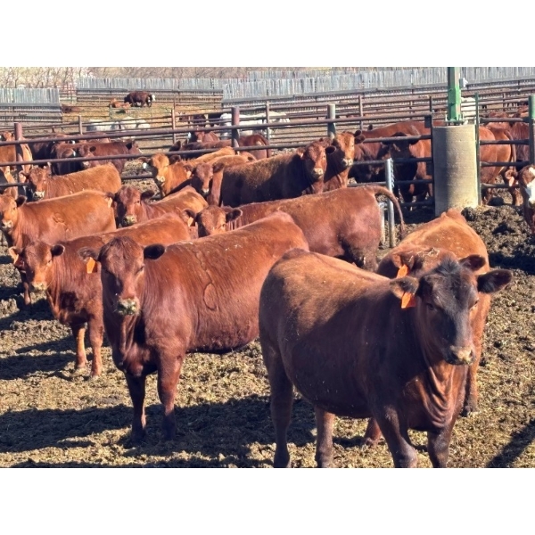 Elkwater Farming Co. - 840# May Delivery Heifers - 72 Head (Irvine, AB)