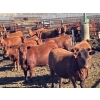 Image 1 : Elkwater Farming Co. - 840# May Delivery Heifers - 72 Head (Irvine, AB)