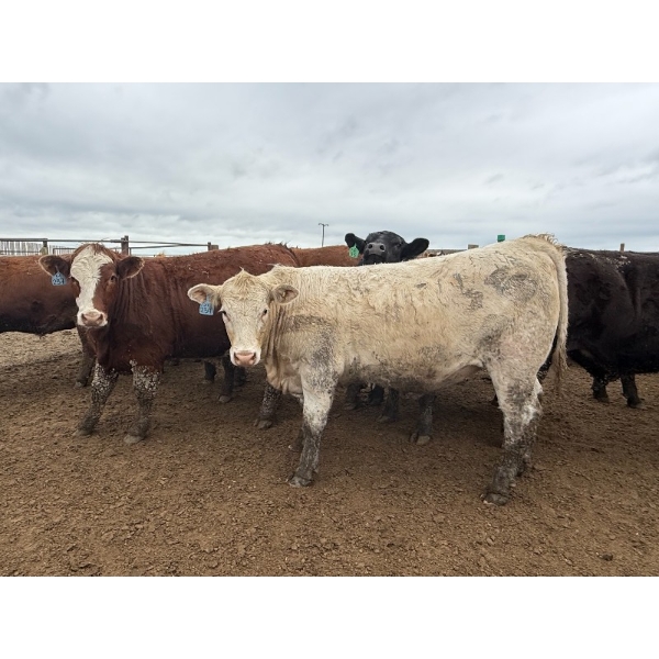 Birch Island Land & Cattle - 1050# June/July Delivery Steers - 114 Head (Rhein, SK)