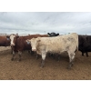 Image 1 : Birch Island Land & Cattle - 1050# June/July Delivery Steers - 114 Head (Rhein, SK)