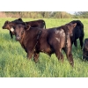 Image 5 : Greg Bramall - 650# November Delivery Steer Calves - 80 Head (Eckville, AB)