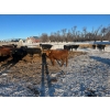 Image 9 : Little Rainbow Ranch - 1150# January Delivery Open Heifers - 40 Head (Moosomin, SK)