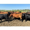 Image 3 : Triplelyones Farms - 850# August Grass Steers - 207 Head (Westlock, AB)