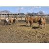 Image 7 : SVM Farms - 630# May Delivery Steers - 67 Head (Vauxhall, AB)