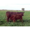 Image 12 : Wade & Frances Tobler - 535# October Delivery Heifer Calves - 70 Head (Patricia, AB)