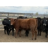 Image 6 : Cornerglen Ranching - 720# May Delivery Heifers - 50 Head (Ponoka, AB)