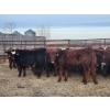 Image 3 : Redline Livestock - 550# November Delivery Steer Calves - 100 Head (Didsbury, AB)