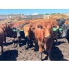 Image 17 : Lenny Brubacher - 1165# July Delivery Steers - 104 Head (Winnipegosis, MB)