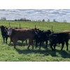 Image 2 : Broken Link Ranches - 1050# September Delivery Grass Steers - 155 Head (Ponoka, AB)