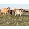 Image 3 : Kruppi Ranch/Dale Crowle - 585# Steer Calves - 100 Head (Hemaruka, AB)