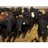 Image 9 : CV Bar Farms Ltd. - 950# April/May Delivery Steers - 180 Head (Scandia, AB)