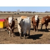 Image 6 : Dennis Bjelland - 975# May Delivery Heifers - 45 Head (Patricia, AB)