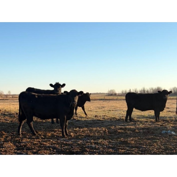 Rowdy Ross - 36 Black/Black X April/May Calving Bred Heifers (Langham, SK)