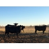 Image 1 : Rowdy Ross - 36 Black/Black X April/May Calving Bred Heifers (Langham, SK)
