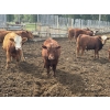 Image 4 : CL Ranches Ltd. - 975# June Delivery Bulls - 23 Head (Cochrane, AB)