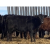 Image 6 : Michael Jennings - 520# March Delivery Heifers - 80 Head (Condor, AB)