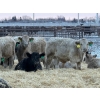 Image 4 : GW Murray Ranches - 540# Dec/Jan Delivery Weaned Steers - 85 Head (Tilley, AB)