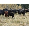 Image 2 : Mt. Sentinel Ranch Ltd. - 550# October Delivery Steer Calves - 140 Head (Longview, AB)