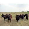 Image 4 : DJC Ranch - 900# September Delivery Grass Steers - 136 Head (Rabbit Lake, SK)