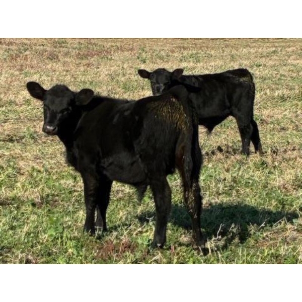 Matt Ross - 550# February Delivery Weaned Steers - 90 Head (Elkhorn, MB)