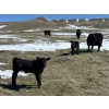Image 4 : Birch Lake Ranch & W1 Ranching - 550# October Delivery Steer Calves - 100 Head (Medicine Hat, AB)