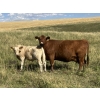 Image 5 : MacMillan Farming Co. - 600# Steer Calves - 90 Head (Cayley, AB) VBP+