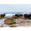 Image 13 : Merrick Campbell Herd Dispersal - 44 4 & 5 Year-Old Bred Cows (Calahoo, AB) VBP+