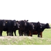 Image 2 : Right Cross Ranch - 1150# August Delivery Young Open Cows - 22 Head (Gapview, SK)