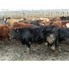 Image 5 : Rice Farms - 975# February Delivery Steers - 65 Head (Lacombe, AB)