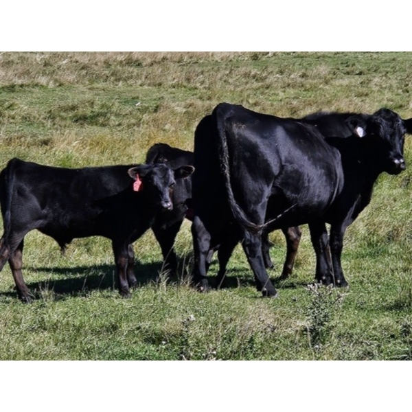 Ribbon Creek Ranch - 550# November Delivery Steer Calves - 100 Head (Linden, AB)