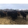 Image 3 : Bar 7 Ranch - 775# April/May Delivery Heifers - 78 Head (MacGregor, MB)