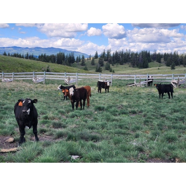 Sugarloaf Ranch Ltd. - 650# Oct/Nov Delivery Steer Calves - 93 Head (Kamloops, BC) VBP+