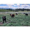 Image 1 : Sugarloaf Ranch Ltd. - 650# Oct/Nov Delivery Steer Calves - 93 Head (Kamloops, BC) VBP+