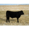 Image 3 : Coal Creek Ranching - 575# December Delivery Steer Calves - 90 Head (Brooks, AB) VBP+